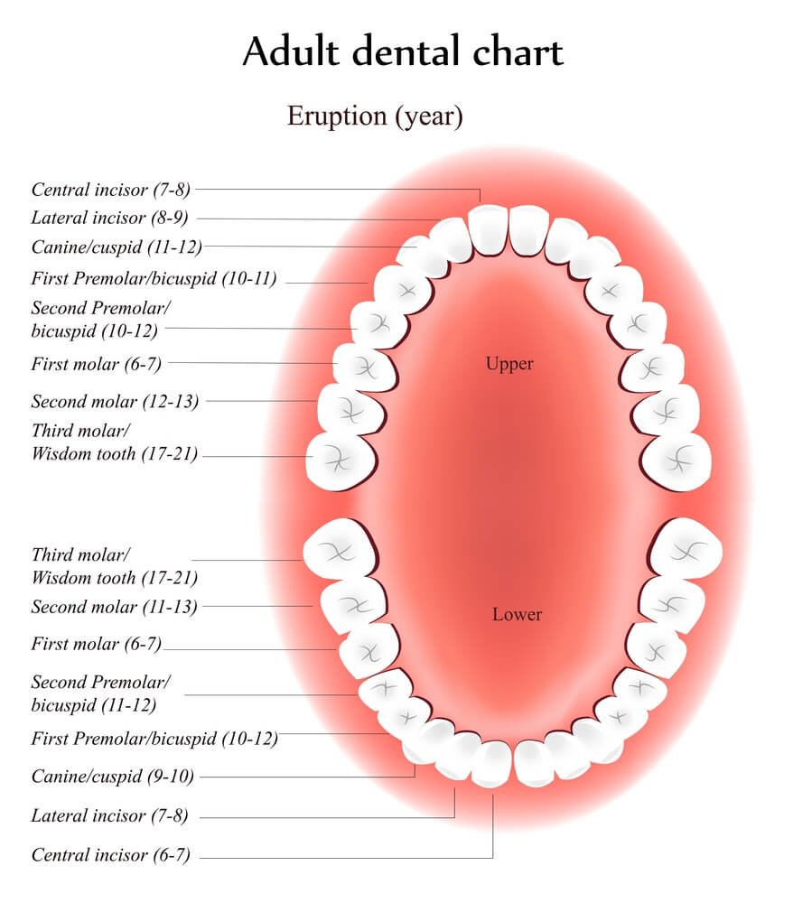 Adult teeth